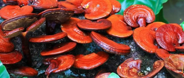 Гъбата Reishi Ganoderma Licidum