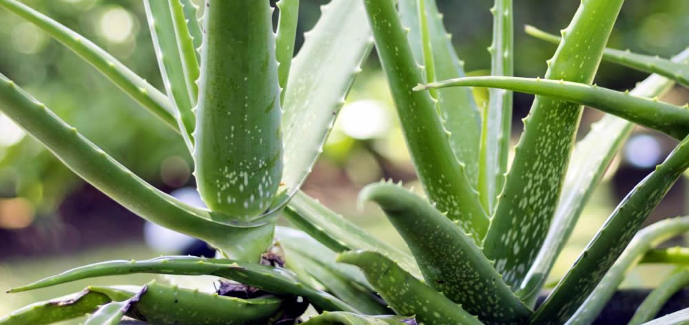 Лечебната сила на Aloe Vera