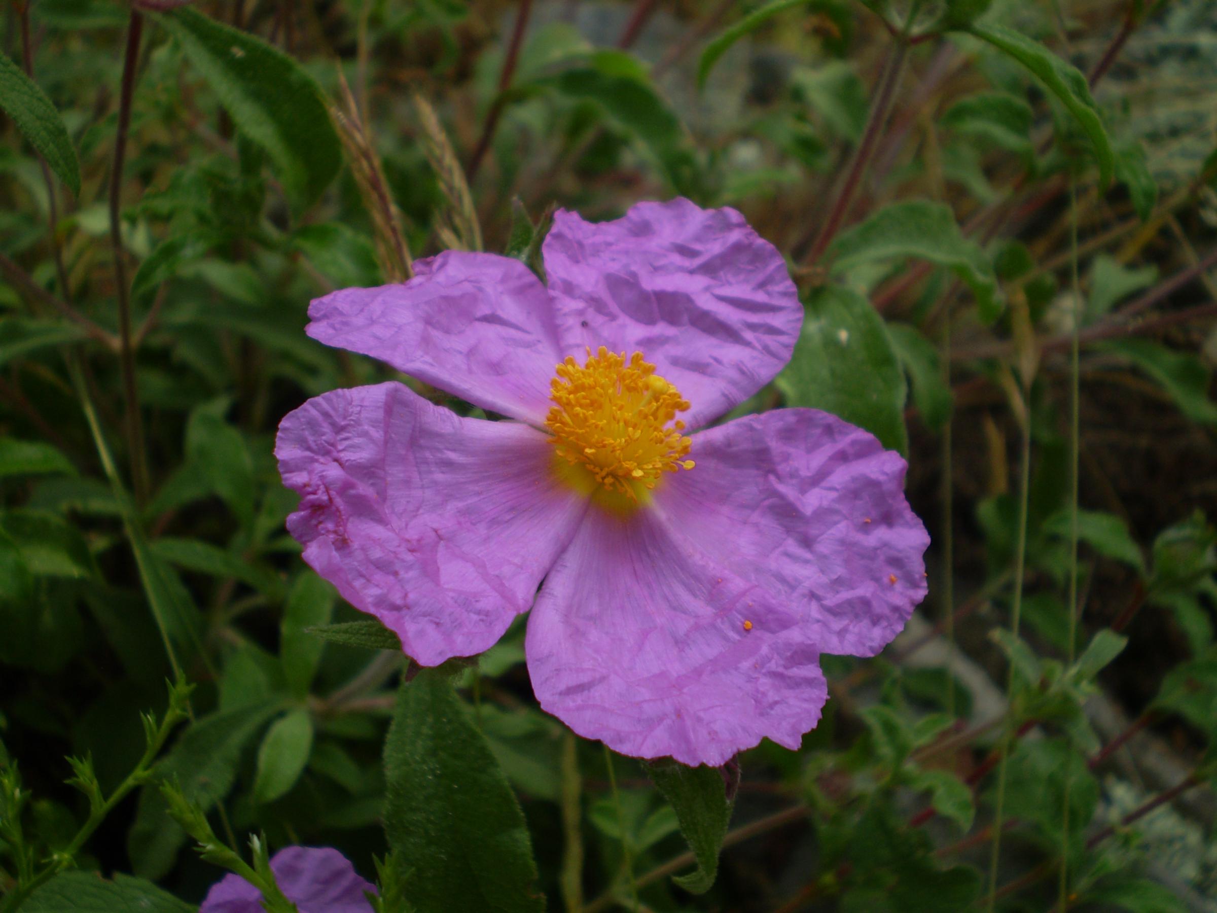 pamukliika cistus incanus