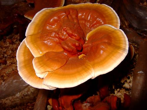 reishi-kitaiski gybi