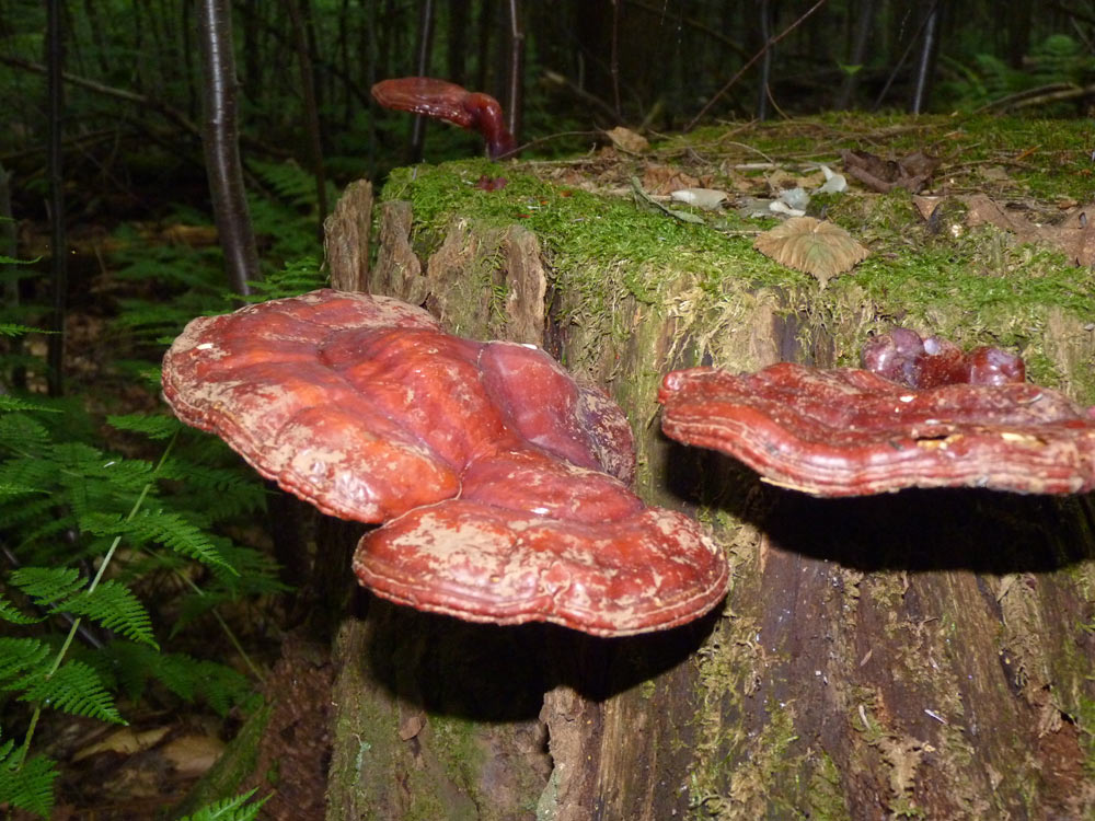 reishi -